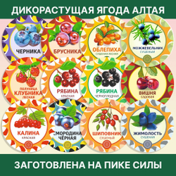Мята дикая пучок.