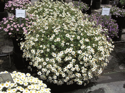 ЕВРО Bidens ferulifolia Pirate's Pearl неукор черенок конец ноября 25