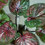 Каладиум CHANAMAN - BEAT THE DEVIL