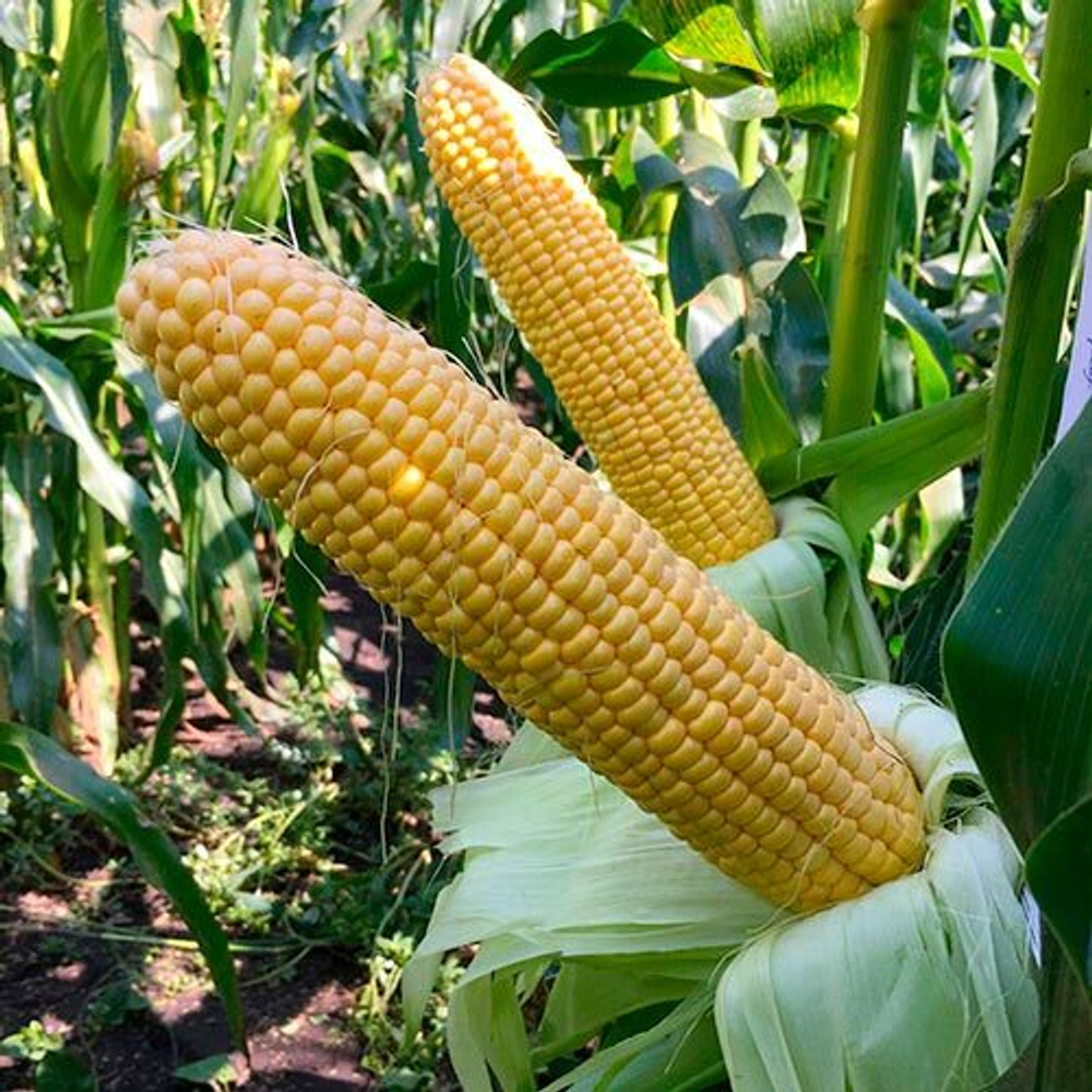 кукуруза сахарная Оватонна F1