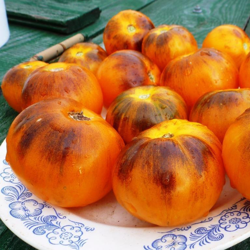 Помидоры - Primary Colors - Изначальный Цвет