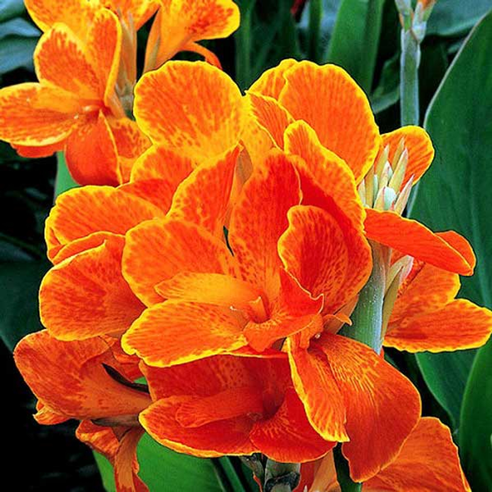 Канна Карнавал (1 шт) Волжский Сад