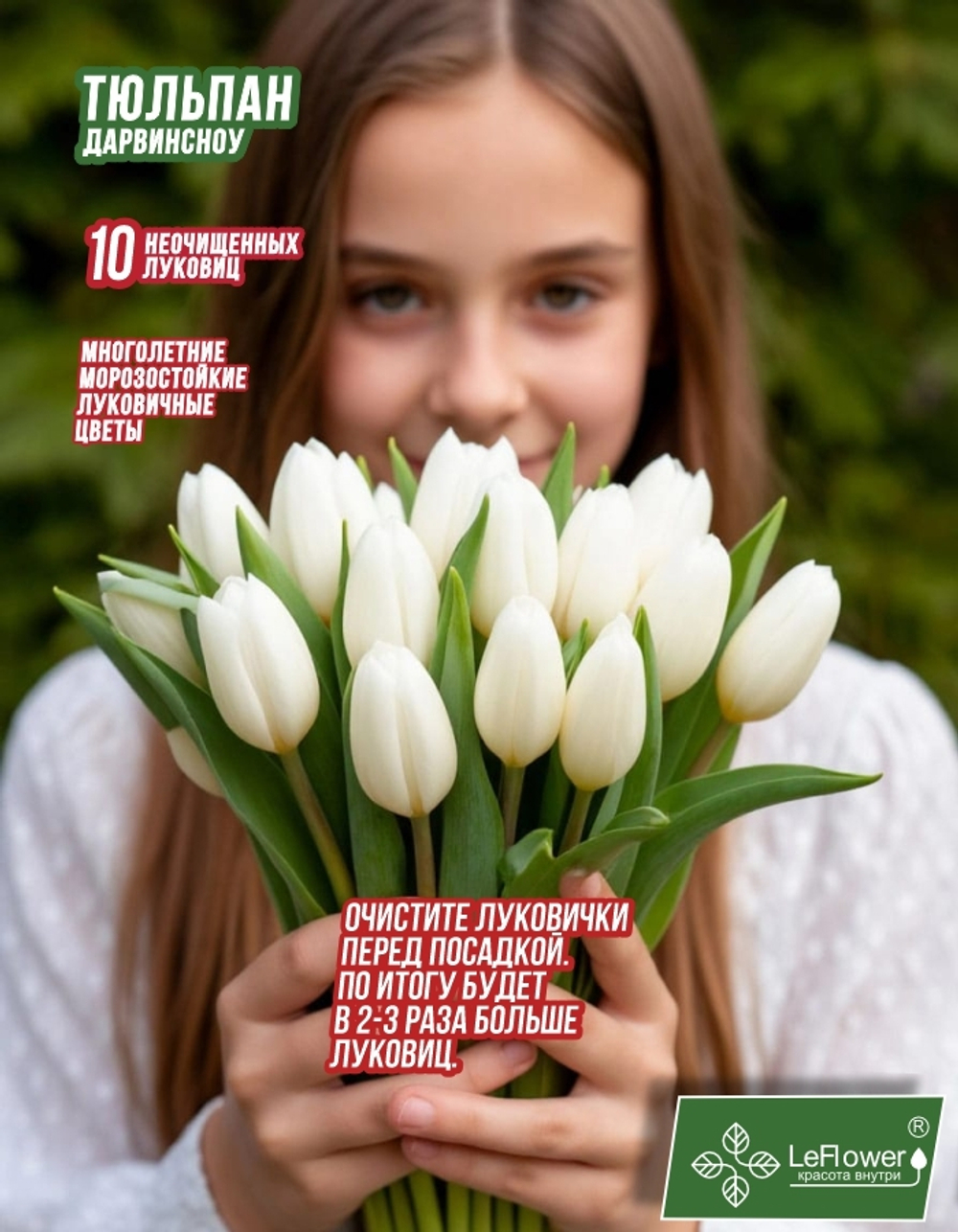 тюльпан дарвинсноу10луковиц