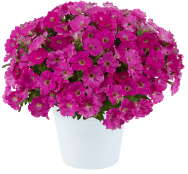 32203 Петуния CAPELLA ROSE