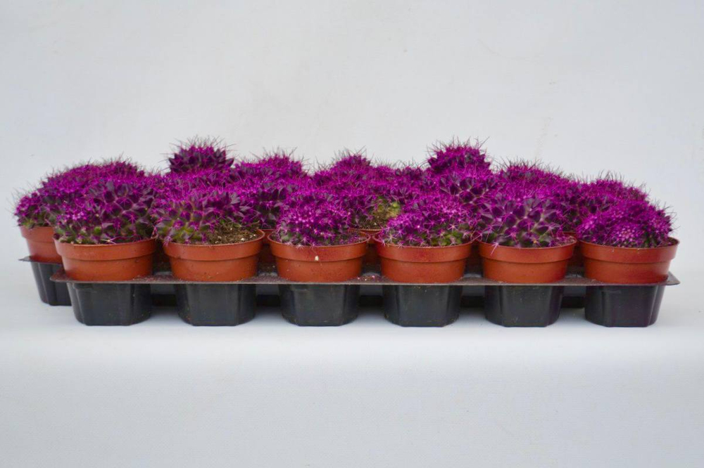 Кактус цветной д. 8,5