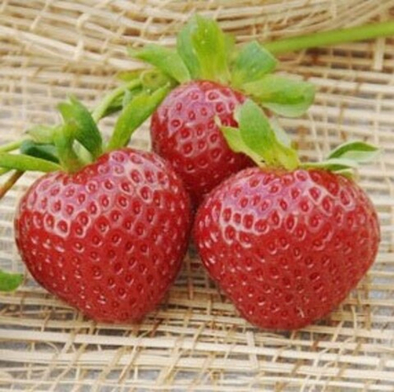 Земляника Эви-2 ремонтантная