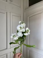 Маттиола кустовая в белом оттенке