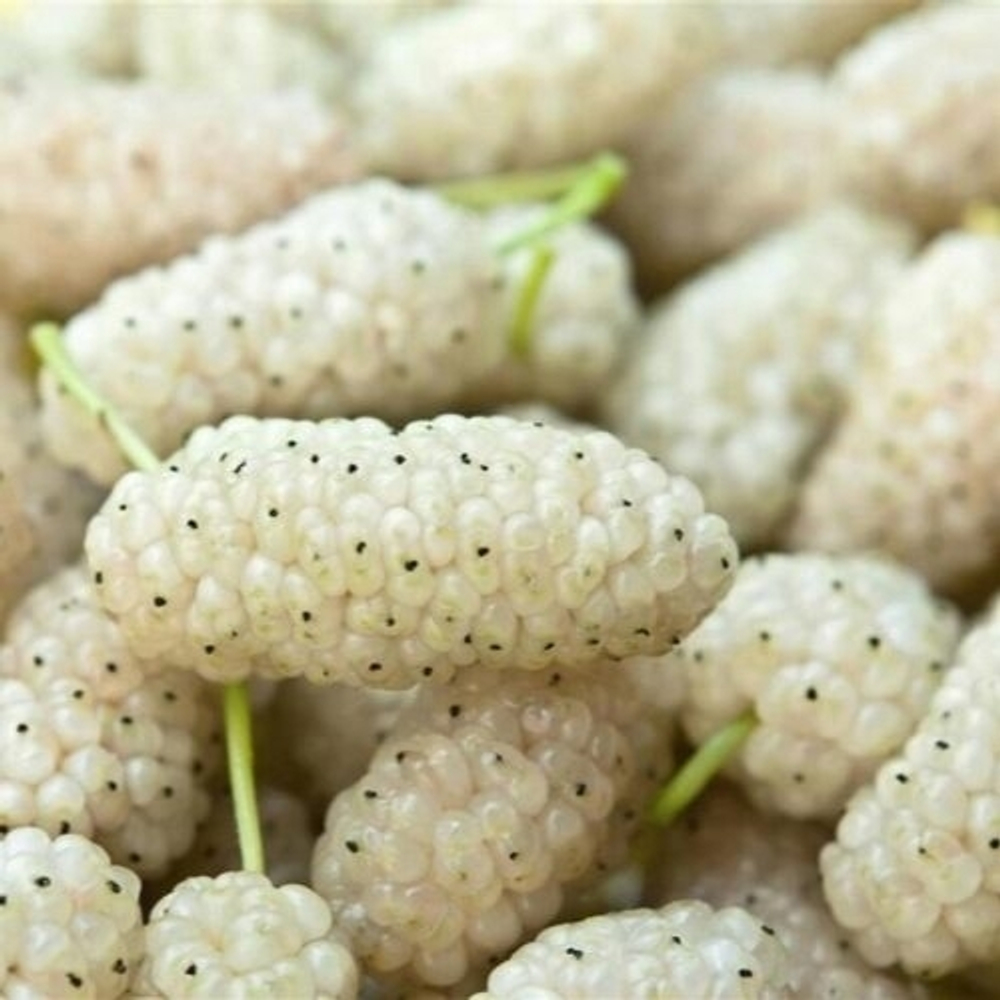 Шелковица Белая медовая