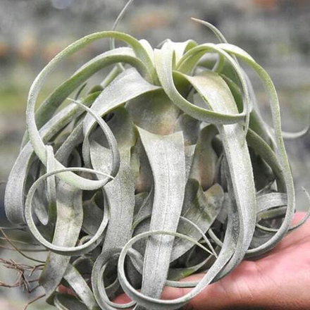 Тилландсия streptophylla R