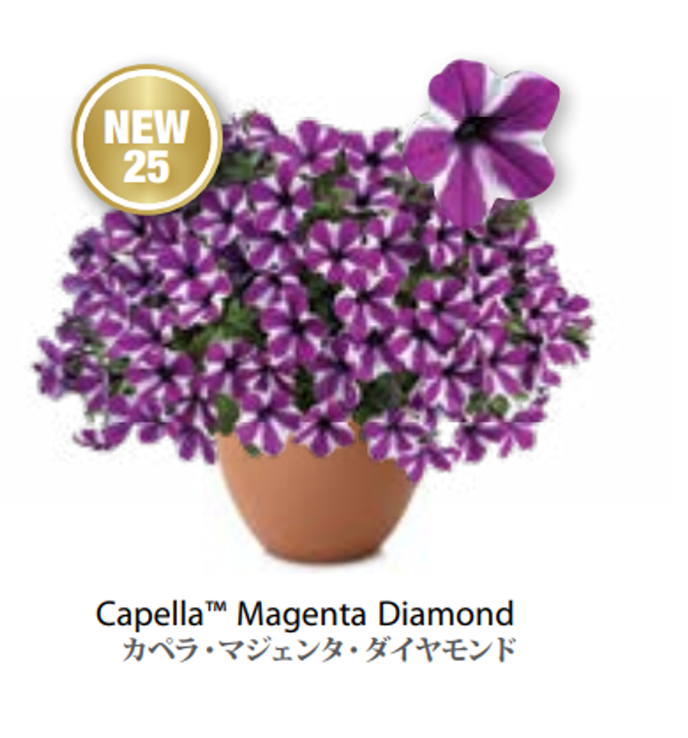 ЕВРО Petunia Capella Mangenta Diamond укорененный черенок ноябрь