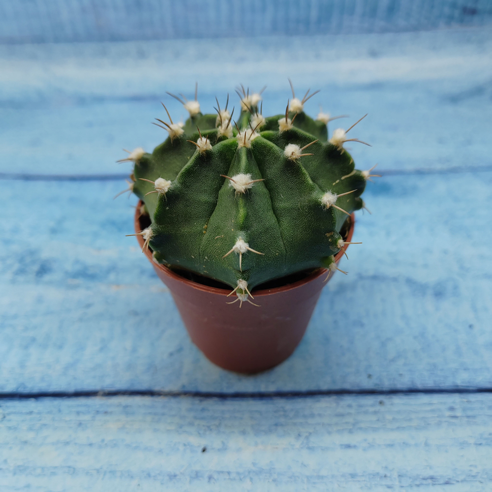 Gymnocalycium Friedrichii (Гимнокалициум)