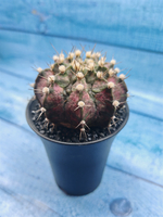 Gymnocalycium T-Rex Pink hybride (Гимнокалициум T-rex)