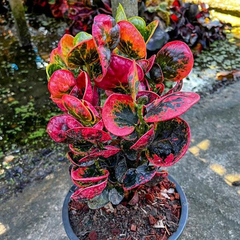 Кротон PHET TA MAEW