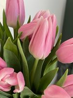 Тюльпаны классика - нежно-розовый цвет