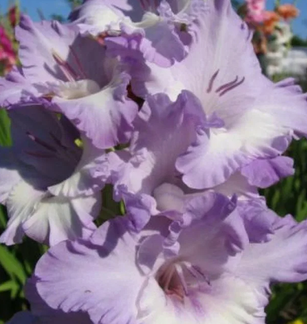 Гладиолус крупноцветковый Милка луковица март 2026