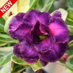 Адениум вариегатный WONDERFUL PURPLE VAR (W46)