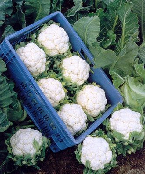 Фридом F1 семена капусты цветной (Seminis / Семинис) продукт – фото 2