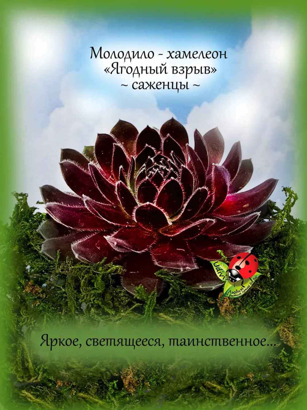 Молодило Ягодный взрыв хамелеон