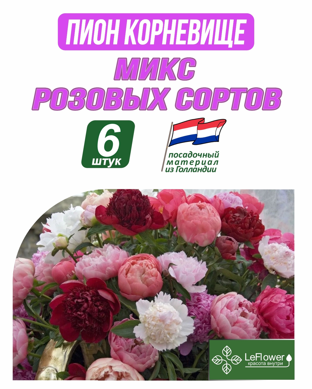 Пион Корневище, Микс розовых сортов, 6шт