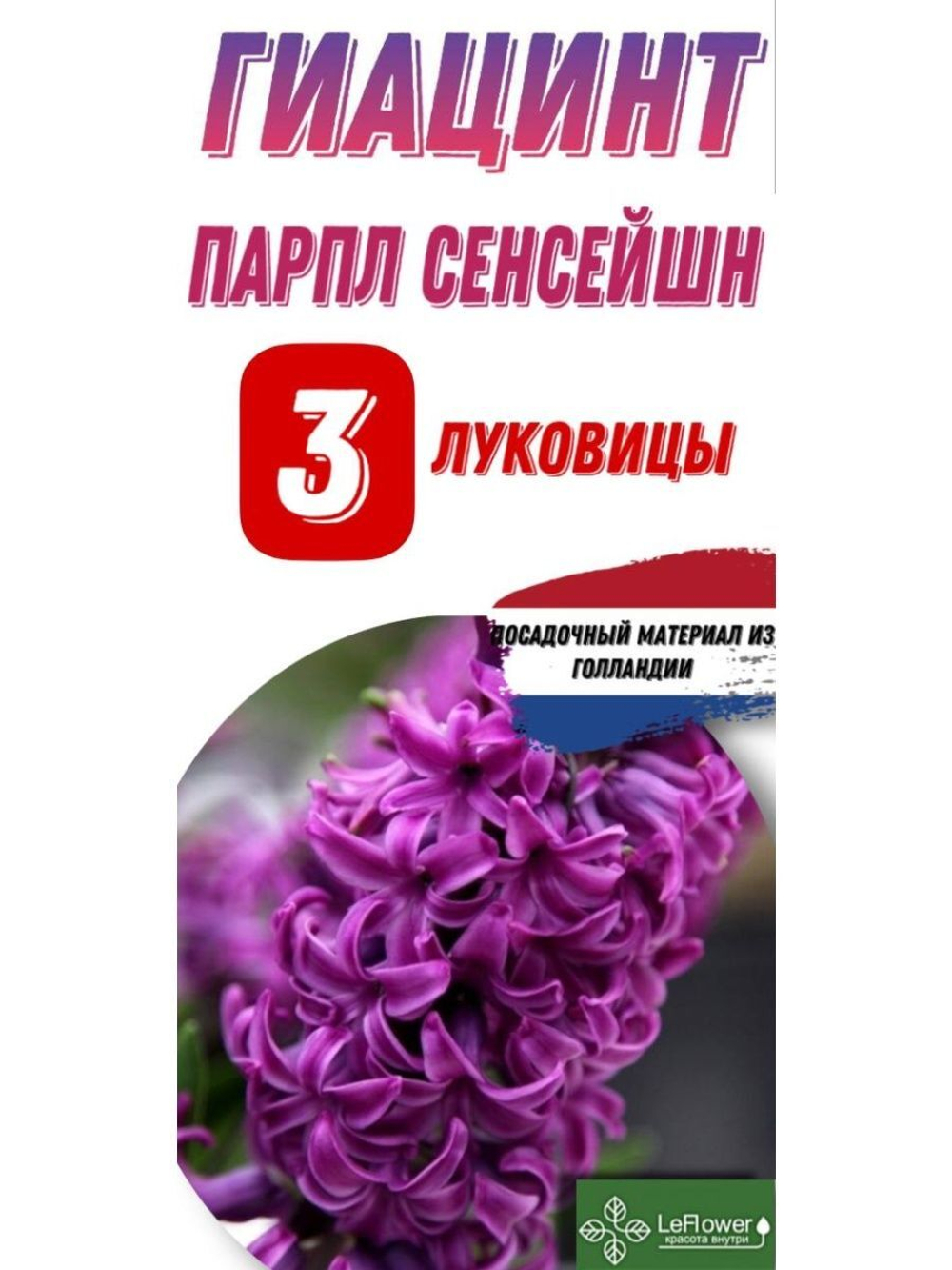 Гиацинт Луковицы, Парпл Сенсейшн, 3шт