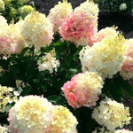 "Литтл Блоссом" ("Little Blossom") метельчатая гортензия июль 2025 г
