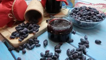 Сбор жимолости: ловите момент и готовьте вкусности из первой ягоды