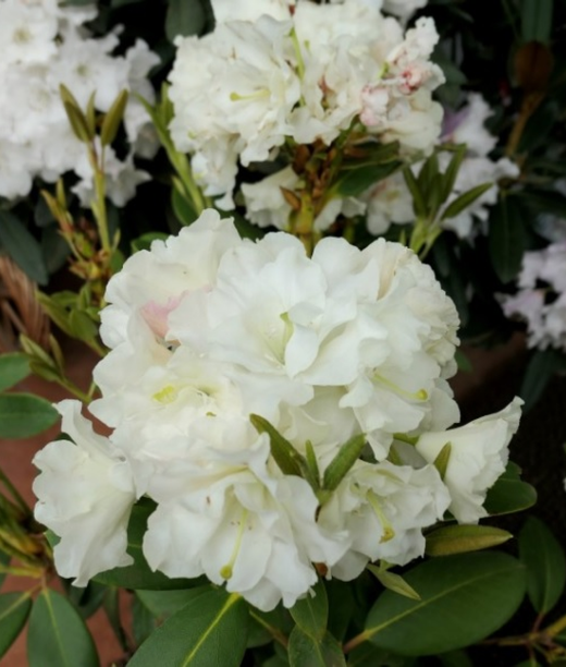 Рододендрон гибридный Никодемус Р9 25-30 см Закупка М63 апрель 2026