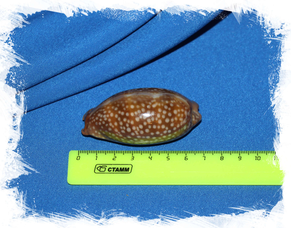 Cypraea cervinetta