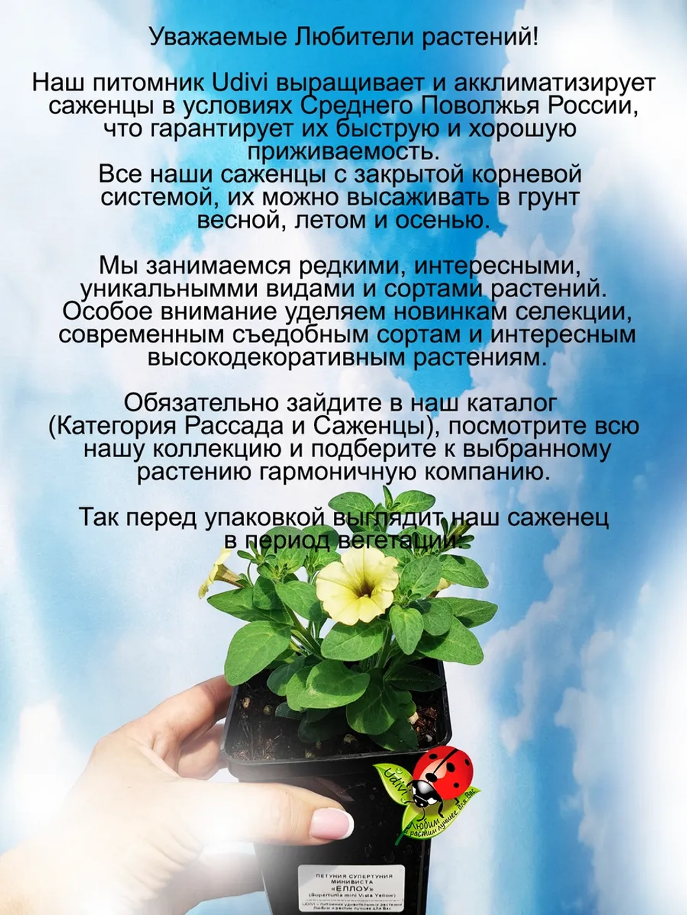 Петуния Супертуния Мини Виста Еллоу