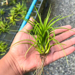 Тилландсия ionantha x pruinosa