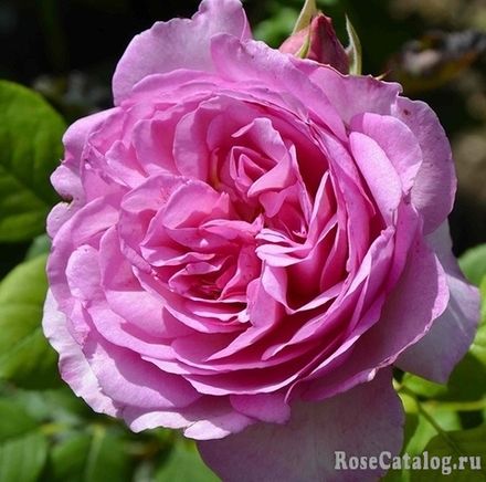 Бель де Кале (Belle de Calais)