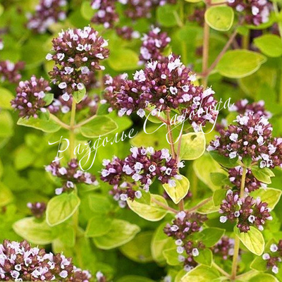 Душица обыкновенная Ауреум (горшок 1.2л)