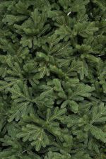 Большая елка «Городская» (Литая хвоя) от 3 м до 6 м