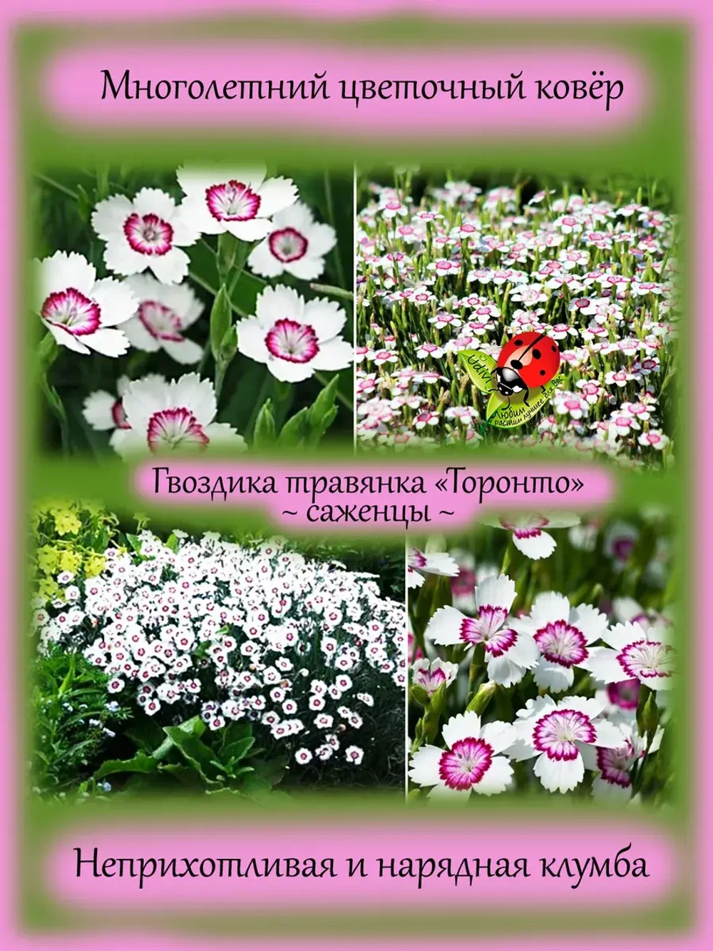 Гвоздика травянка Торонто многолетняя