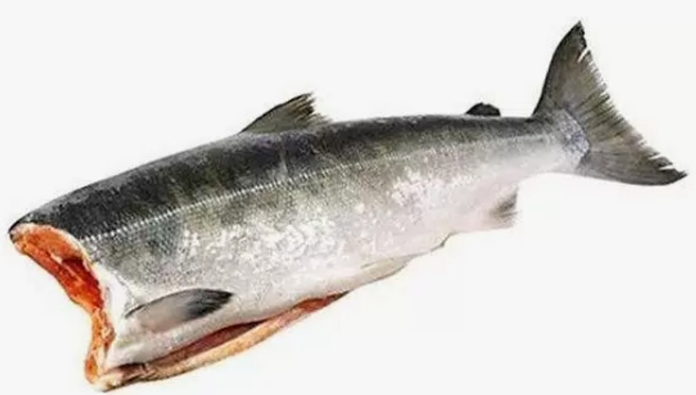 Кижуч ПБГ Камчатский, ТМ Медведь