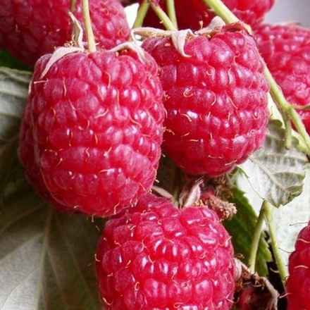 Малина ремонтантная Дочь Геракла