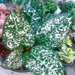 Аглаонема MORADOKLOK ROUND LEAF