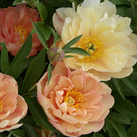 Пион ИТО-гибрид Сингинг Ин Зе Рейн С5