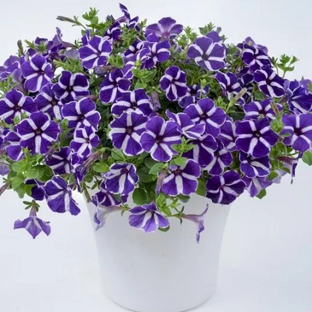 Петуния ампельная Cascadias Purple Gem