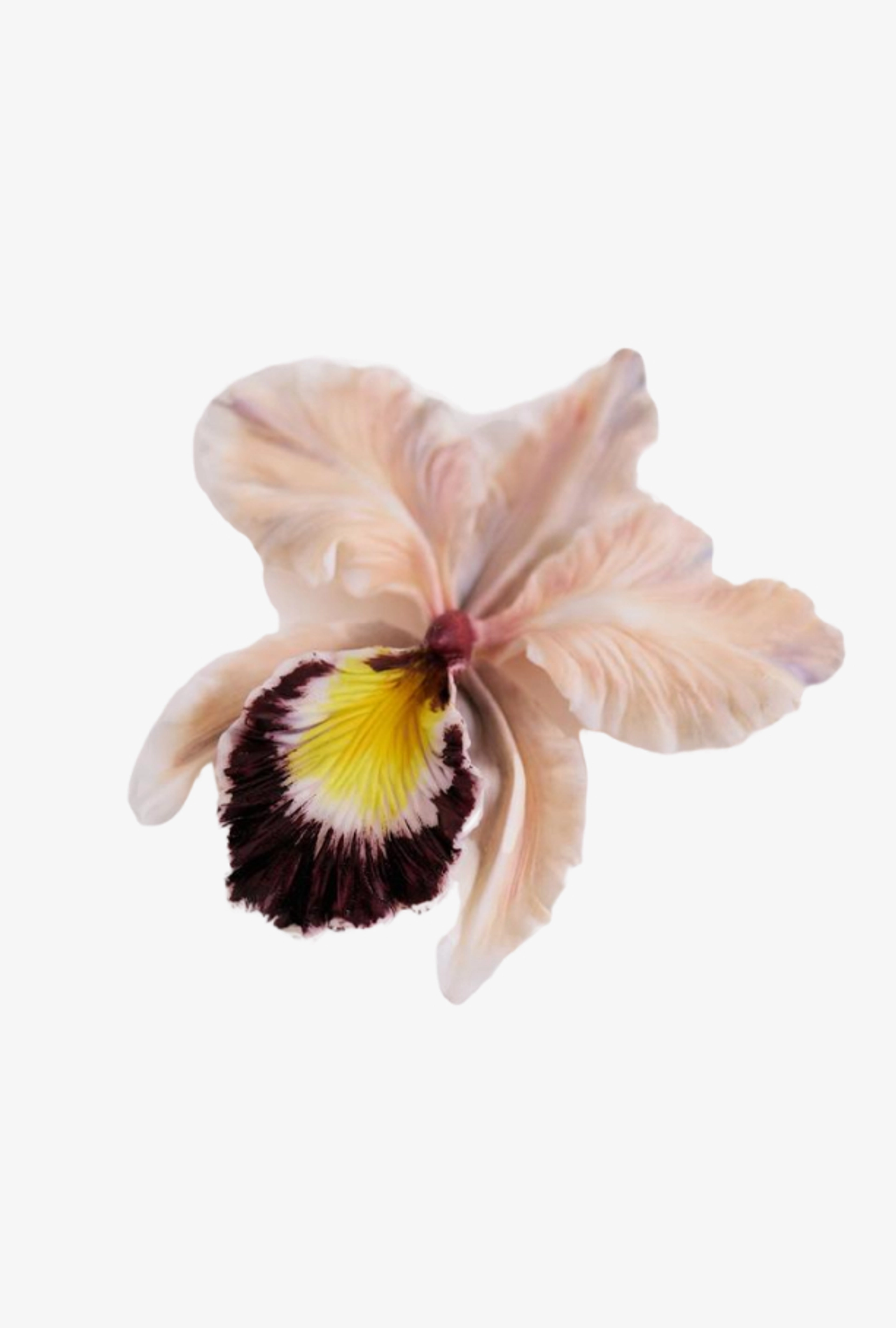 Брошь Каттлея, розовый с бордо