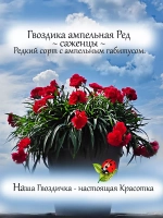 Гвоздика ампельная Ред красная ароматная