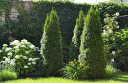 Туя западная Смарагд С3 80-100 см Закупка М54 май/июнь 2026