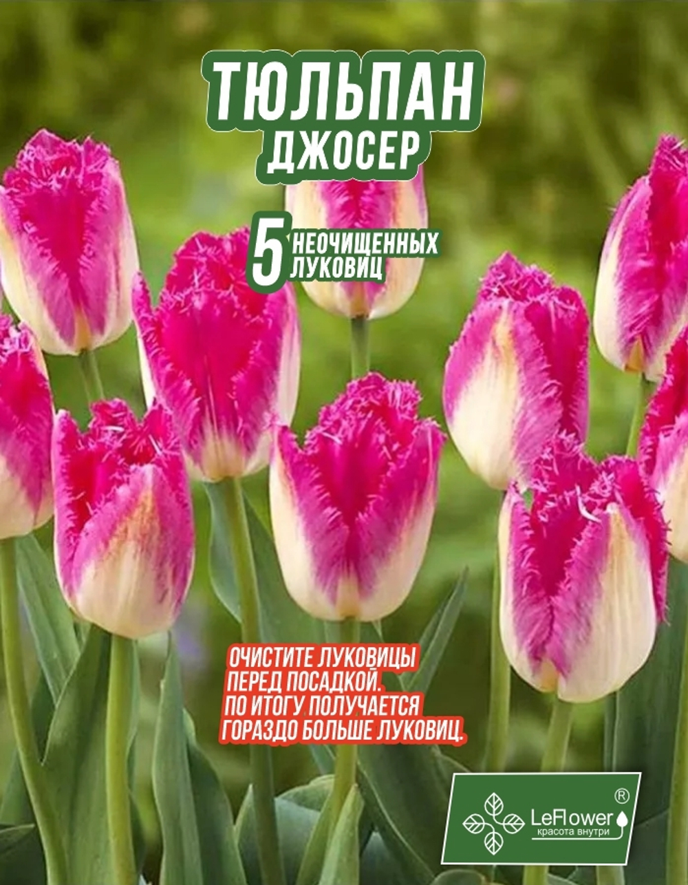 Тюльпан Луковица, Джосер, 10шт