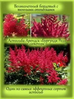 Астильба Бургунди Ред