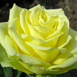 Роза Амандина чайно-гибридная, саженец с ЗКС.