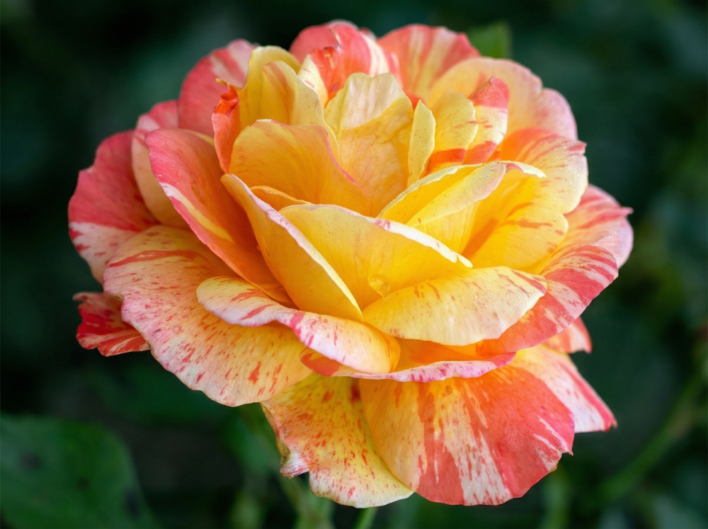 Роза «Марвел» (Marvel) чайно-гибридная