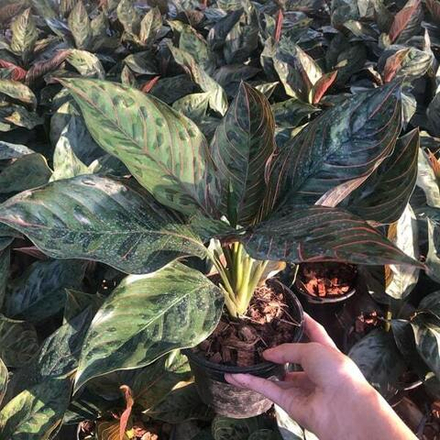 Аглаонема RED ARMY