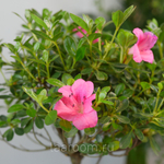 Бонсай Азалия