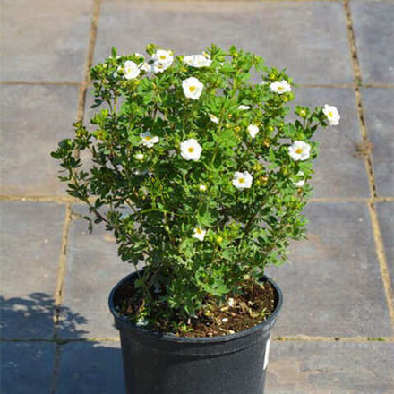 Лапчатка кустарниковая "Крем Брюле"