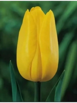 Тюльпаны Strong Gold 4 шт, набор луковиц